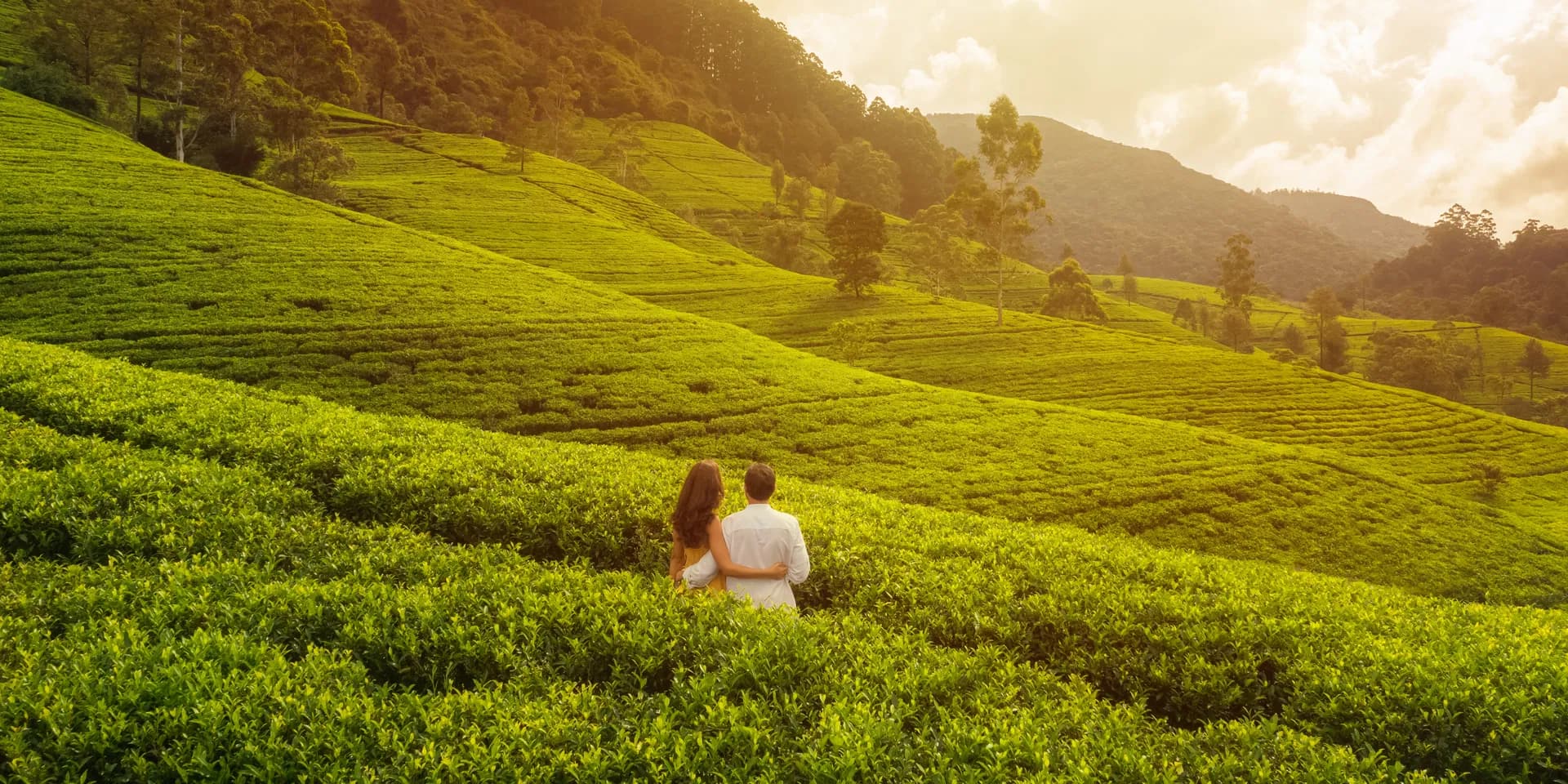 Aerial drone view of green tea fields in mountains