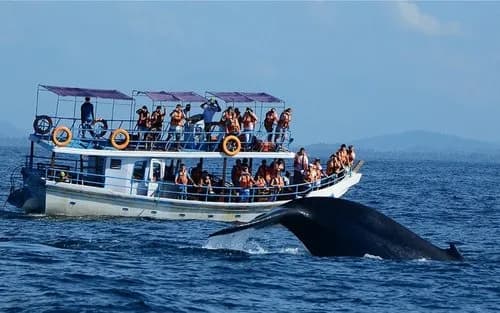 mirissa whale watching tour