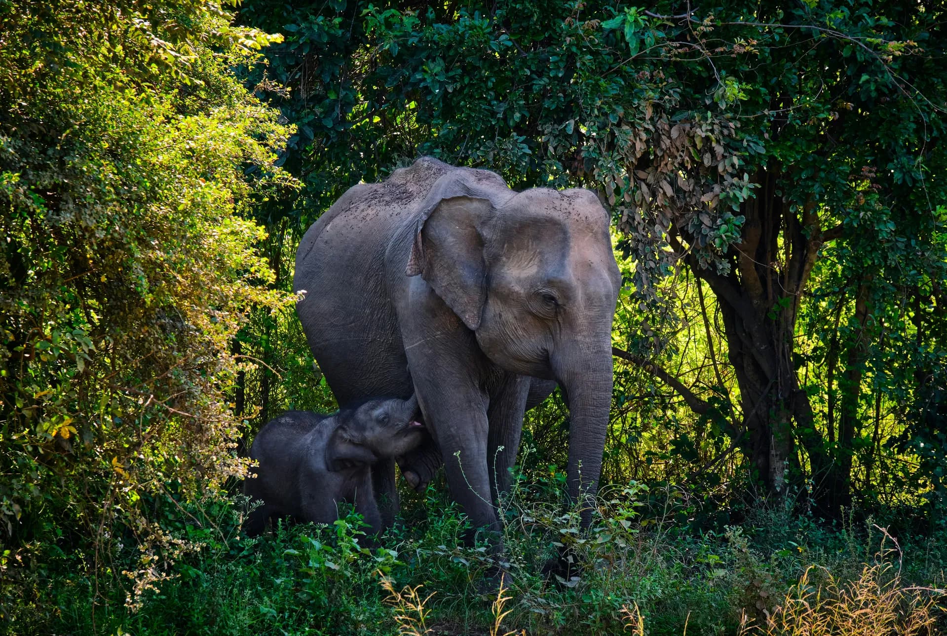 Udawalawe National Park wildlife encounter