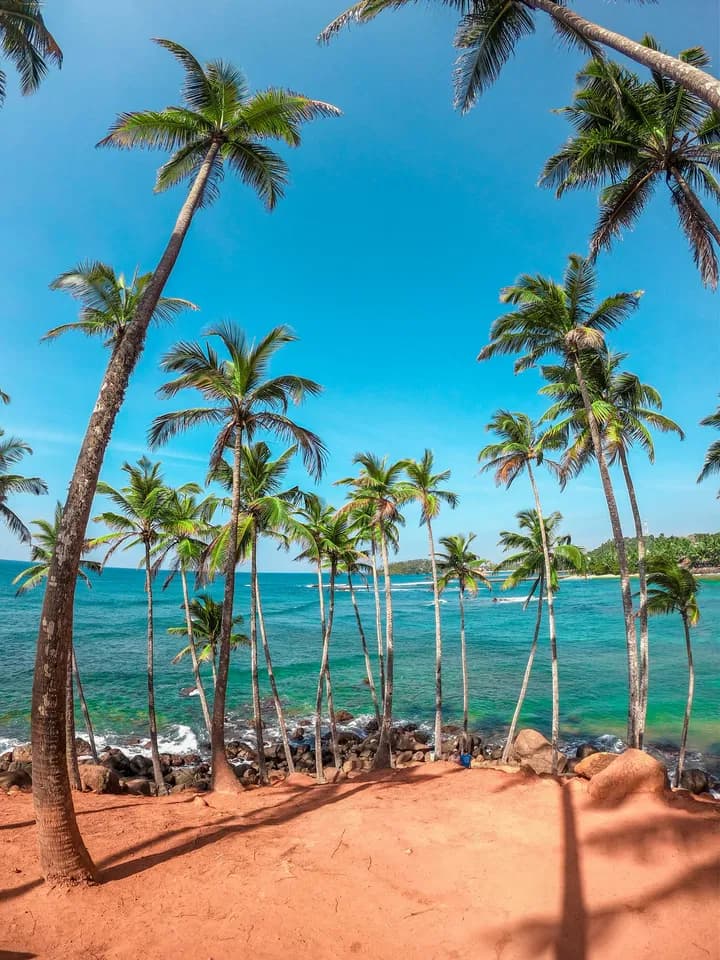 Palm trees and turquoise ocean water on sandy beach