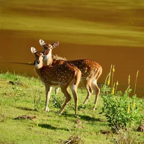 Wildlife photography on safari in Yala National Park